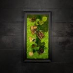 Quadro vegetale stabilizzato Eucalyptus