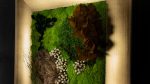 Fatsia - Image 4