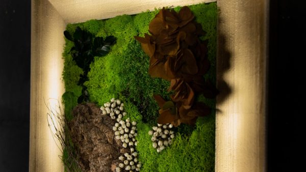Fatsia - Image 4