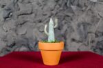Cactus - Image 2