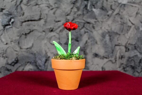 Papavero Rosso - immagine 2