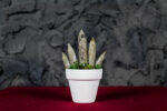 Sanseveria Cilindrica Murano - immagine 2