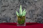 Sanseveria Glass - Image 2