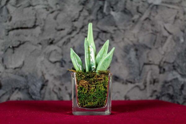 Sanseveria Glass - Image 2