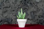 Sanseveria Murano - Image 2