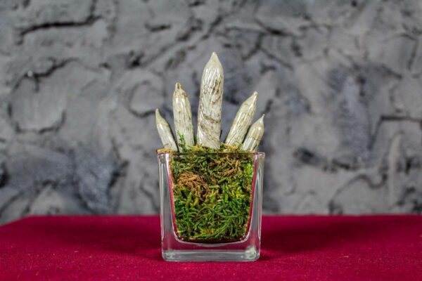 Sanseveria Cilindrica Glass - immagine 2