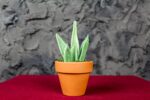 Sanseveria - immagine 2