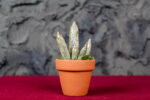 Cylindrical Sanseveria - Image 2