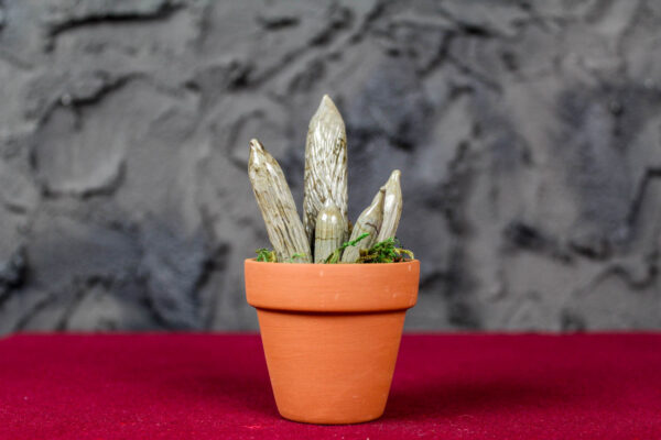 Cylindrical Sanseveria - Image 2