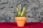 Variegated Sanseveria - Image 2