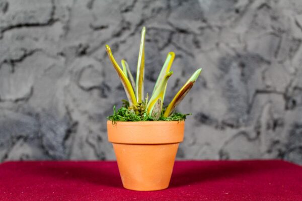 Variegated Sanseveria - Image 2