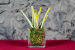 Sanseveria Variegata Glass - immagine 2