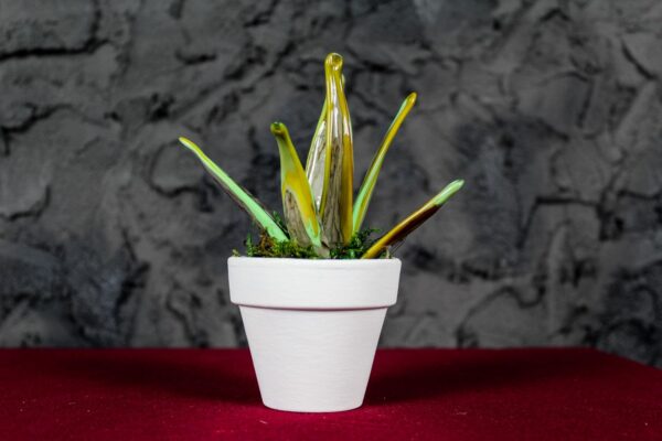 Variegated Sanseveria Murano - Image 2