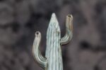 Cactus - Image 3
