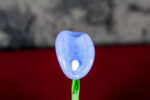 Pervinca Calla Flower - Image 3