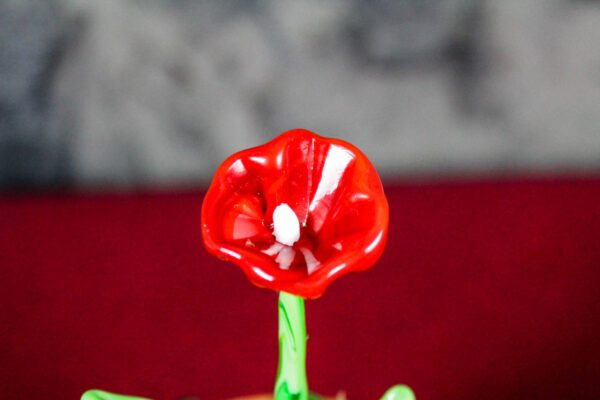 Papavero Rosso - immagine 3