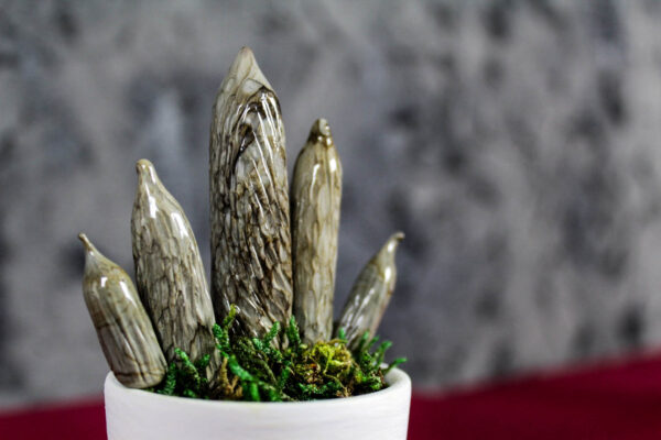 Sanseveria Cilindrica Murano - immagine 3