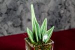 Sanseveria Glass - Image 3