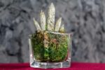 Sanseveria Cilindrica Glass - immagine 3