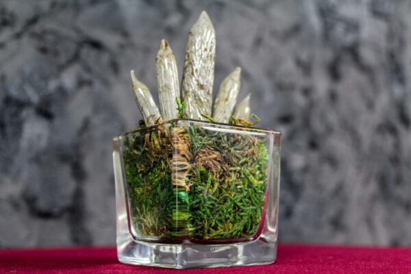 Sanseveria Cilindrica Glass - immagine 3