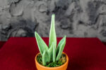 Sanseveria - immagine 3