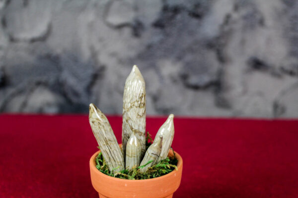 Cylindrical Sanseveria - Image 3