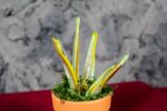Variegated Sanseveria - Image 3
