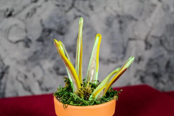 Variegated Sanseveria - Image 3