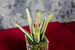 Sanseveria Variegata Glass - immagine 3