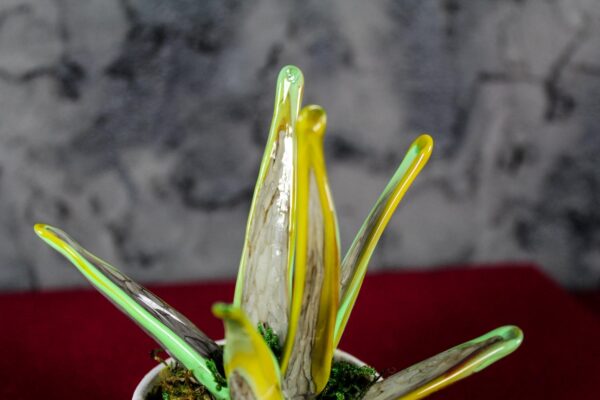 Variegated Sanseveria Murano - Image 3