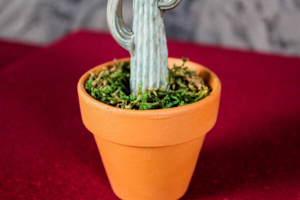 Cactus - Image 4