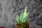 Sanseveria Glass - Image 4