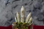 Sanseveria Cilindrica Glass - immagine 4