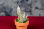 Cylindrical Sanseveria - Image 4