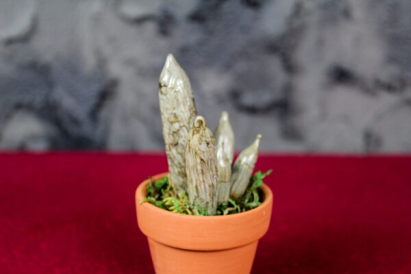 Cylindrical Sanseveria - Image 4