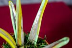Variegated Sanseveria - Image 4