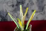Sanseveria Variegata Glass - immagine 4