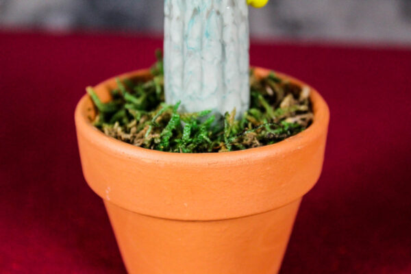 Cactus Small - immagine 5