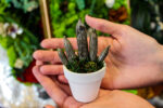 Sanseveria Cilindrica Murano - immagine 5