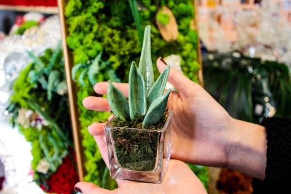 Sanseveria Glass - Image 5