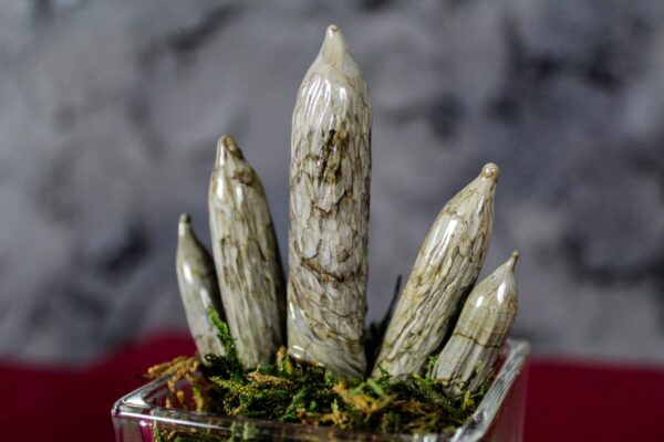 Sanseveria Cilindrica Glass - immagine 5