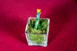 Fico d'India Glass Small - Image 5