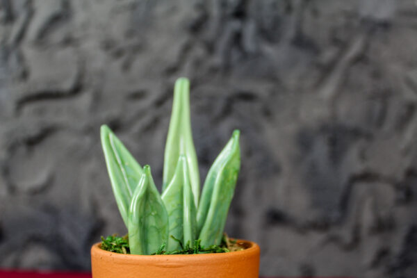 Sanseveria - immagine 5