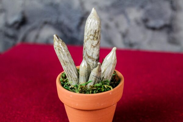 Cylindrical Sanseveria - Image 5