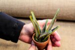 Variegated Sanseveria - Image 5