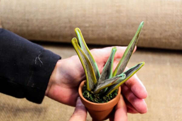 Variegated Sanseveria - Image 5