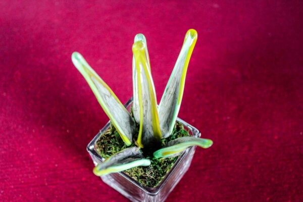 Sanseveria Variegata Glass - immagine 5