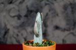 Cactus - Image 6