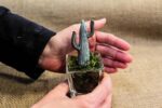 Cactus Glass - immagine 6