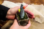 Cactus Small Glass - immagine 6